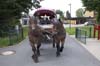 Sommerfest 2012